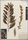 Foto von Salix humilis Marshall